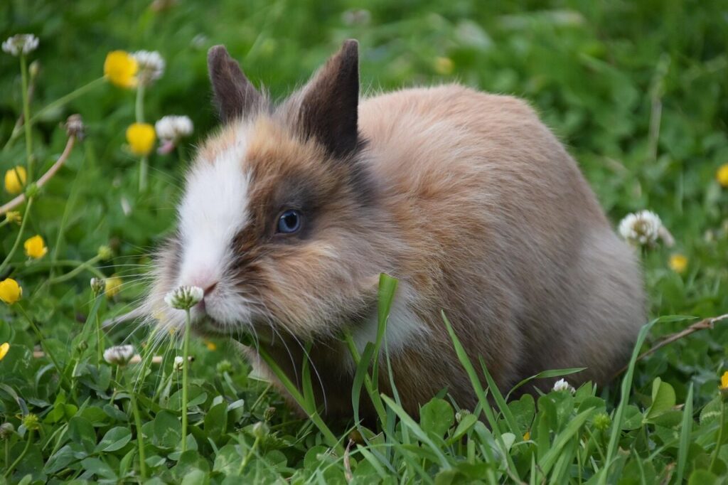 rabbit, herbivorous, mammal, cute, nature, animal, rabbit nalo, dwarf rabbit, the head of a lion, rabbit with blue eyes, rabbit, rabbit, rabbit, rabbit, rabbit