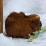 guinea pig, snow, nature, celery, domestic animal, fur