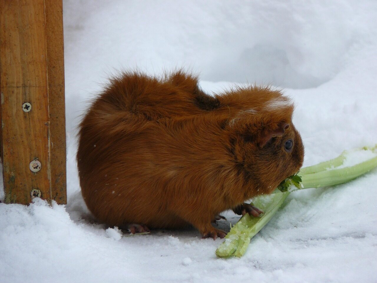 guinea pig, snow, nature, celery, domestic animal, fur