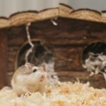 Adorable hamster peeks out of a wooden toy house, surrounded by soft bedding.