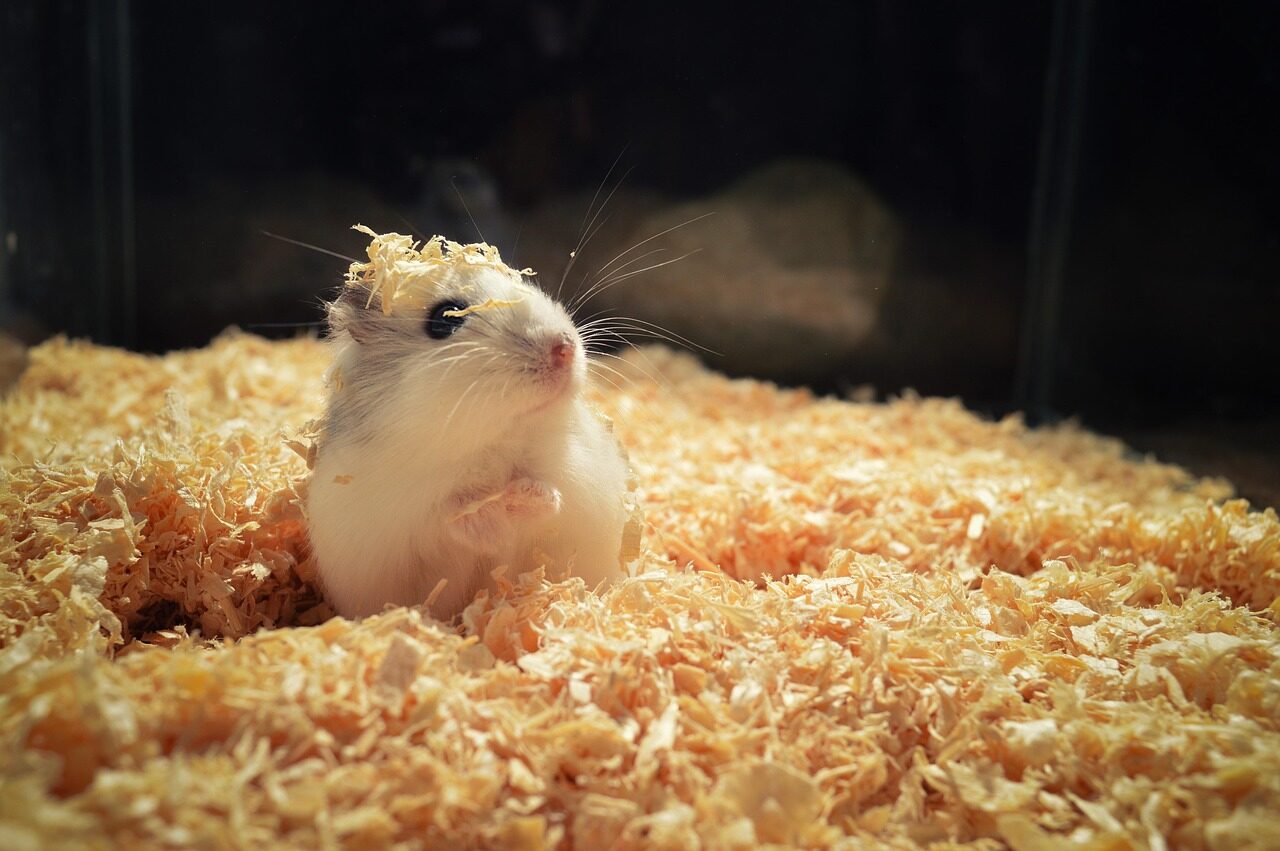 hamster, rodent, animal, mouse, hairy, nature, small
