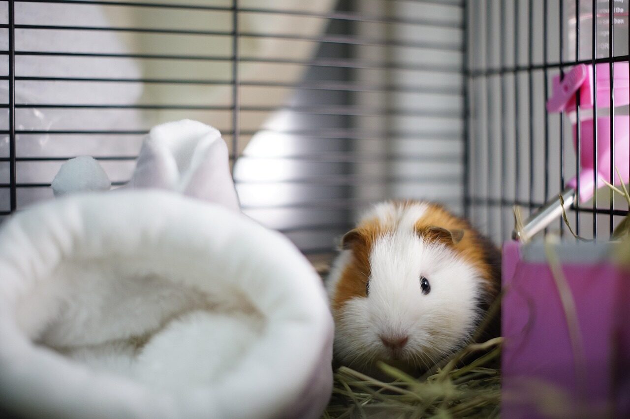 guinea pig, cage, pet, guinea pig, guinea pig, guinea pig, guinea pig, guinea pig